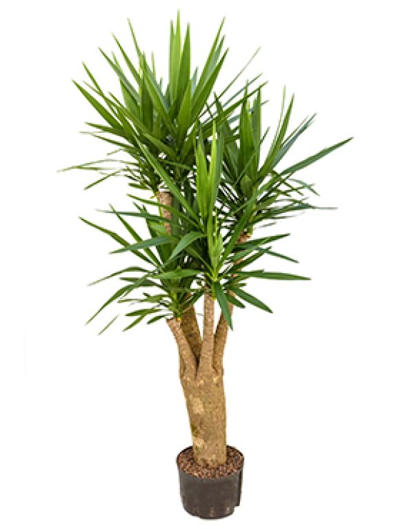 Epipremnum Pinnatum Global Green blad variegata