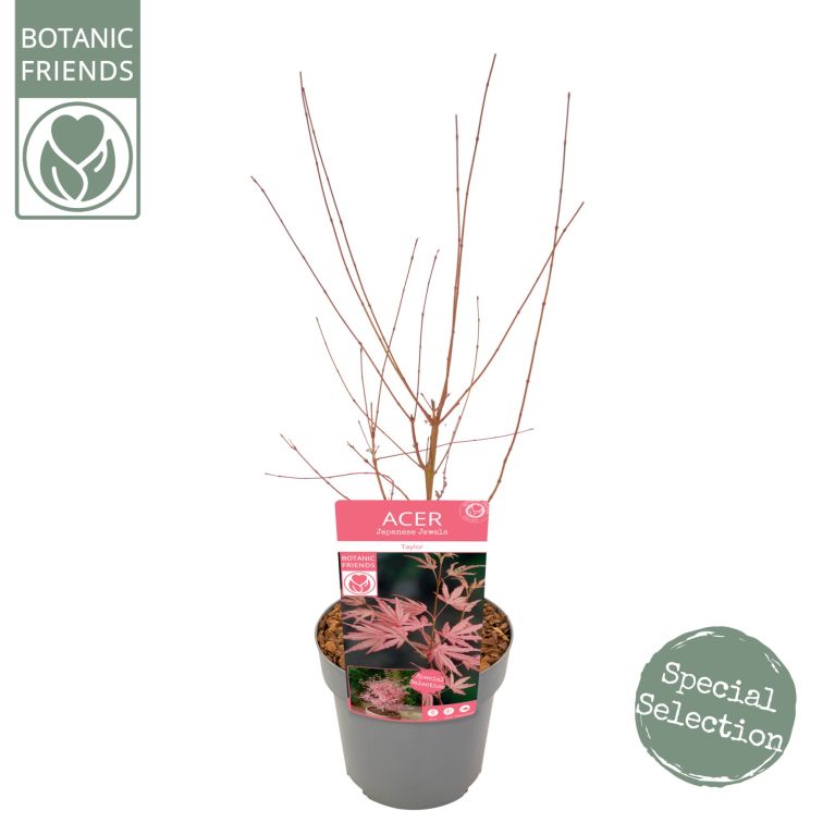 Syngonium Red Spot blad