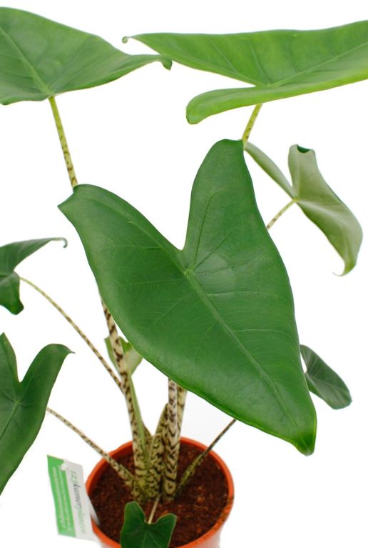 Hoya Krohniana Silver blad