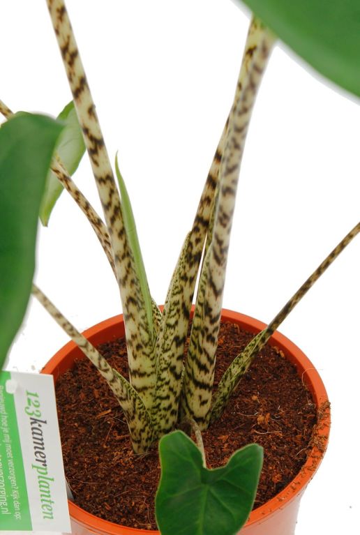 Hoya Krohniana Silver blad