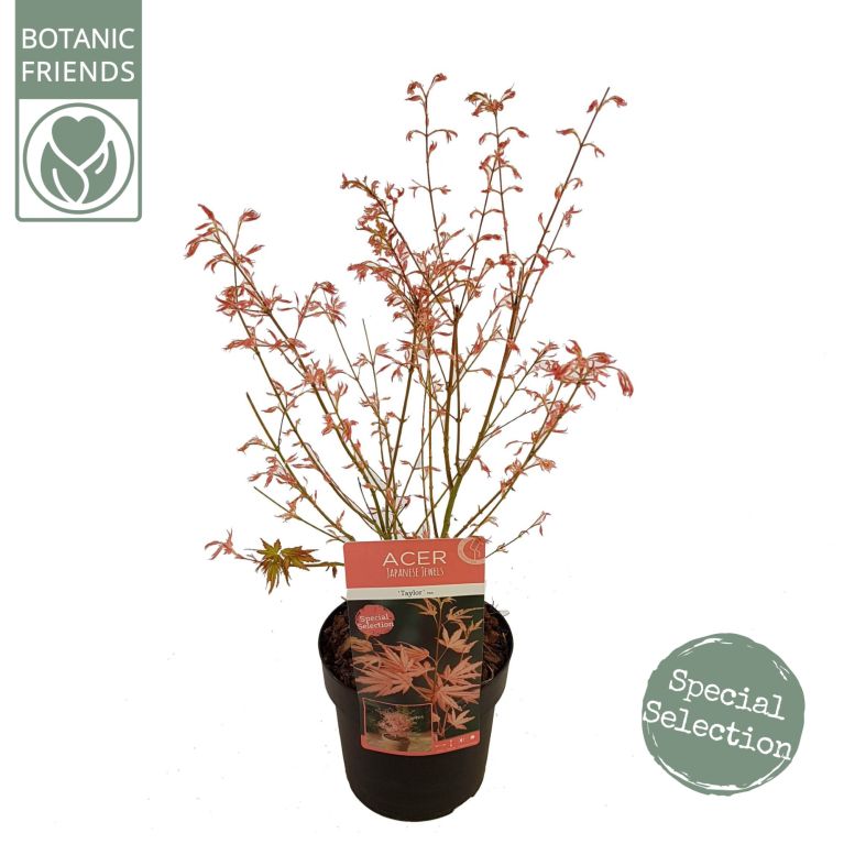 Scindapsus Treubii Dark plant
