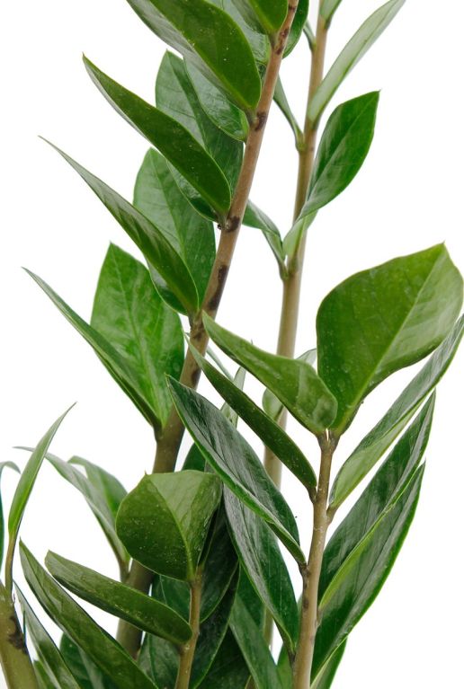 Zamioculcas zamiofollia 