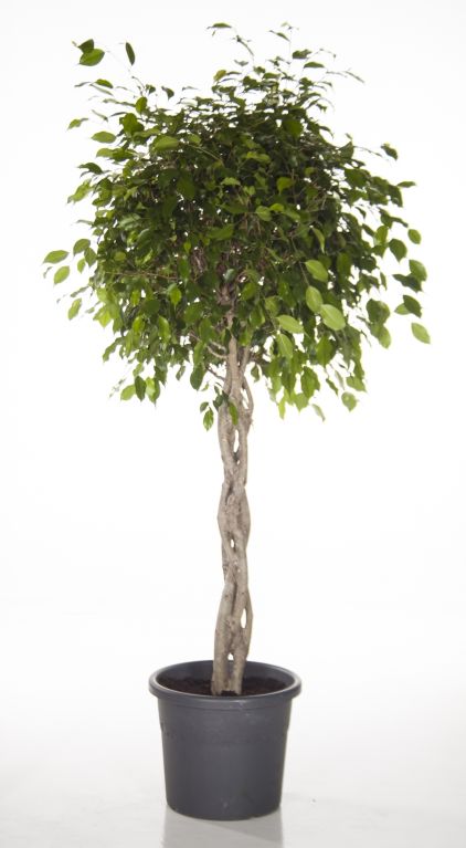 Ficus Exotica