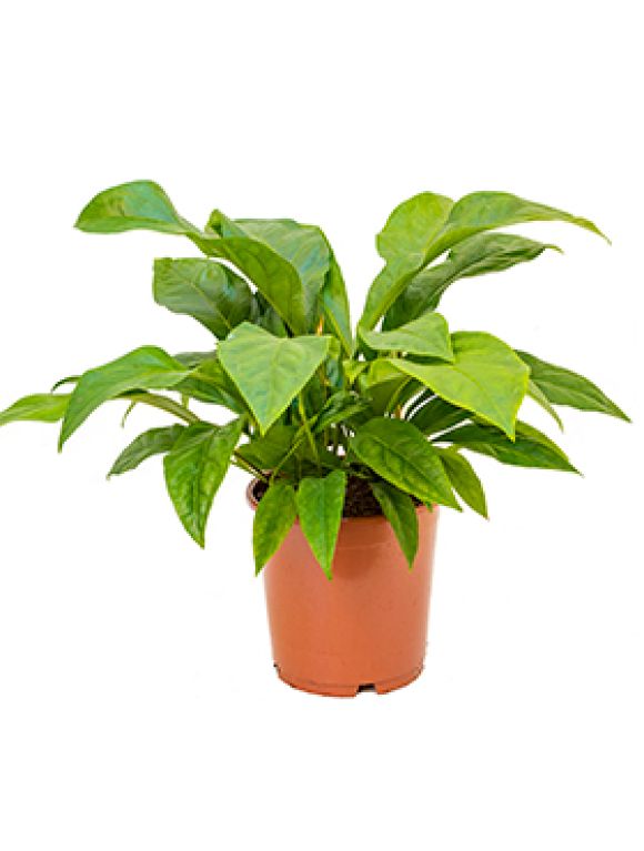 Anthurium jungle bush