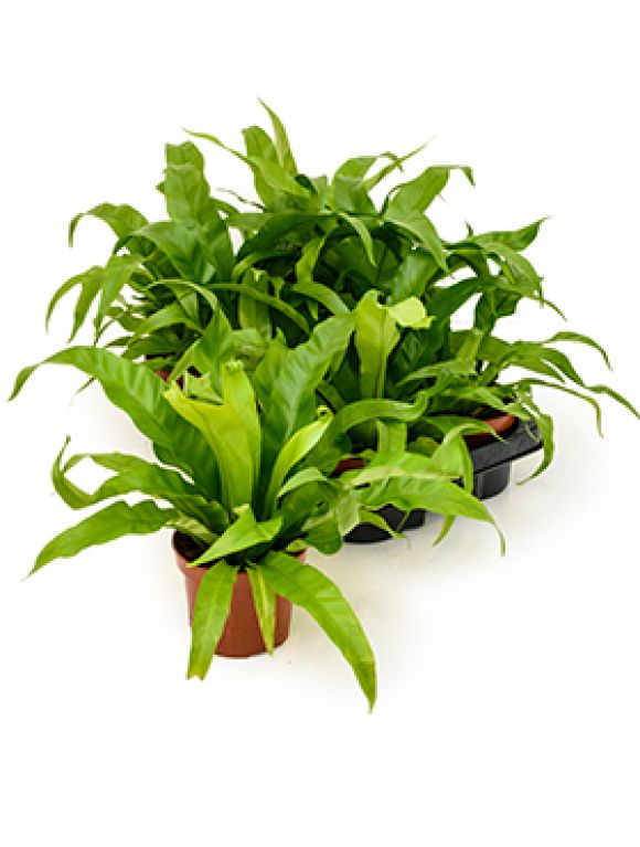 Asplenium antiquum 6/tray