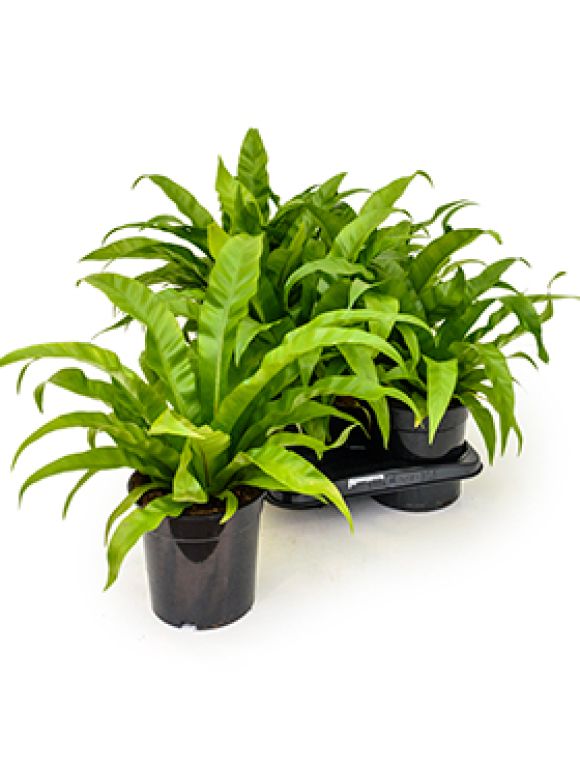 Asplenium antiquum 6/tray