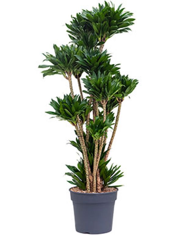 Epipremnum Pinnatum Global Green