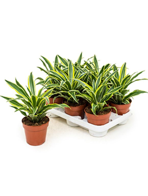 Dracaena surprise 8/tray