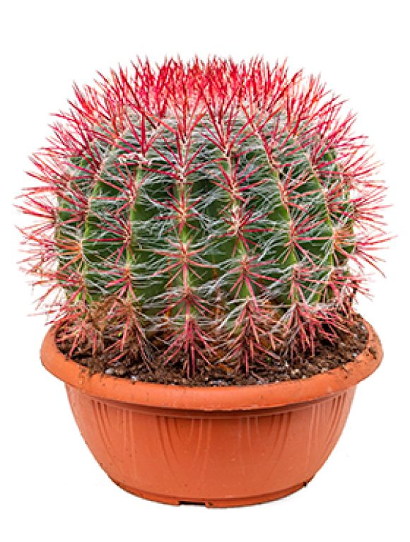 Ferocactus stainesii