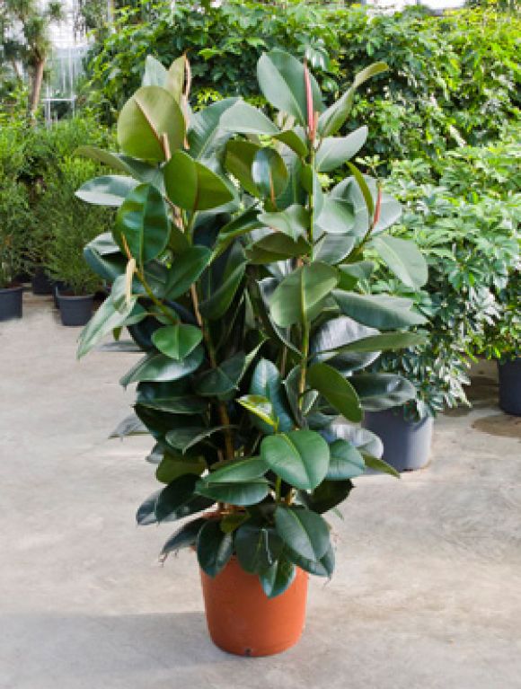 Epipremnum Pinnatum Global Green blad