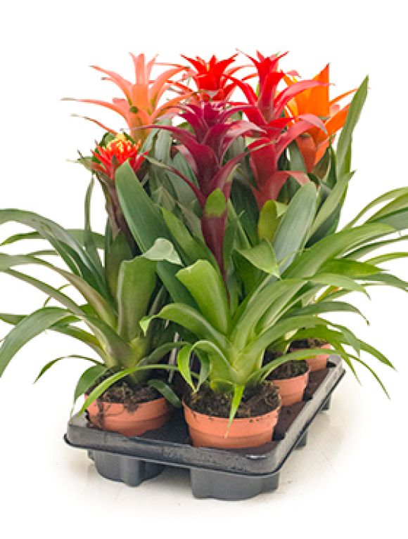 Guzmania 6/tray