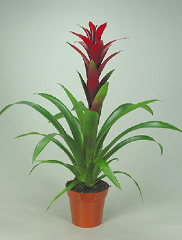 Guzmania switch 6/tray