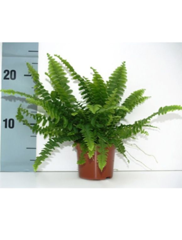 Nephrolepis green lady 12/tray