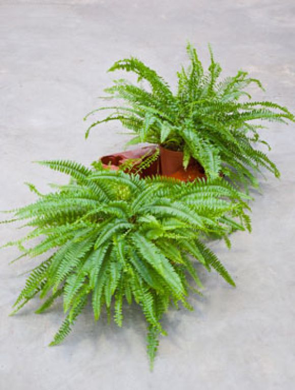 Nephrolepis green lady 6/tray