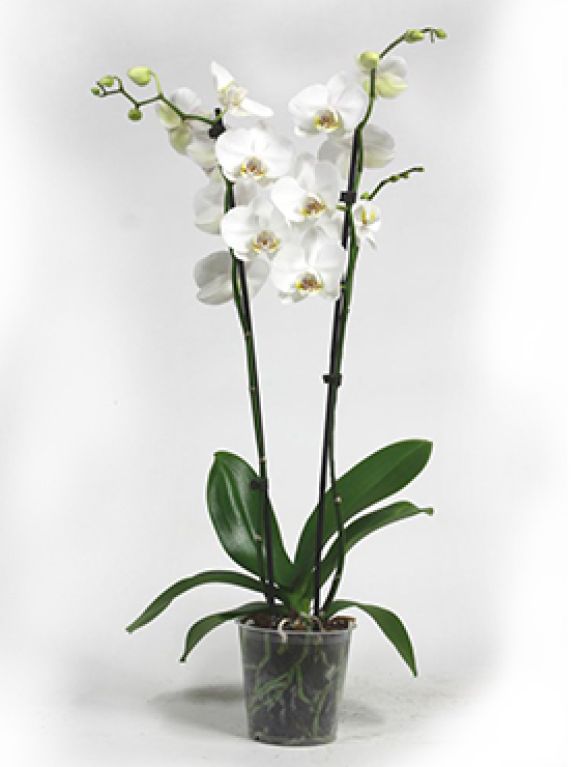 Phalaenopsis lively 10/tray