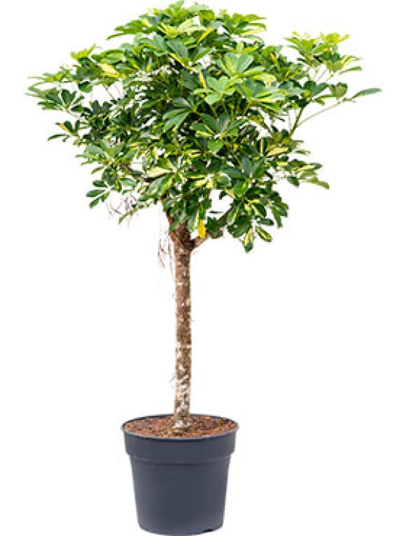 Syngonium Three Kings blad