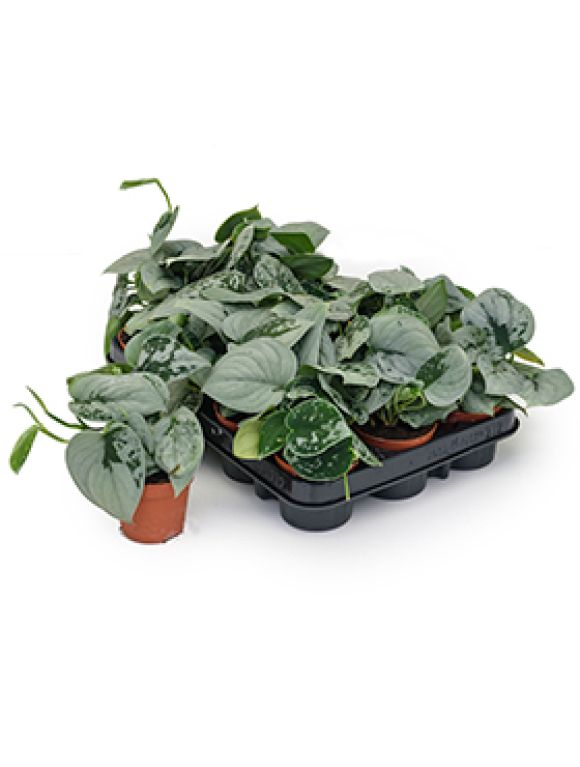 Scindapsus pictus silvery ann 12/tray