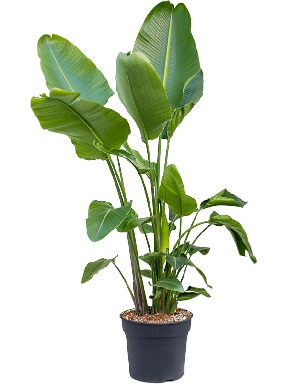 Syngonium Red Spot blad