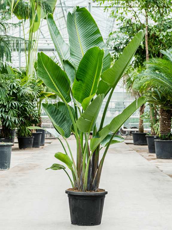 Monstera Siltepecana