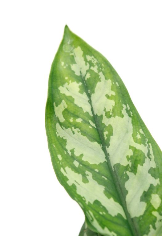 Bladmotief Aglaonema 