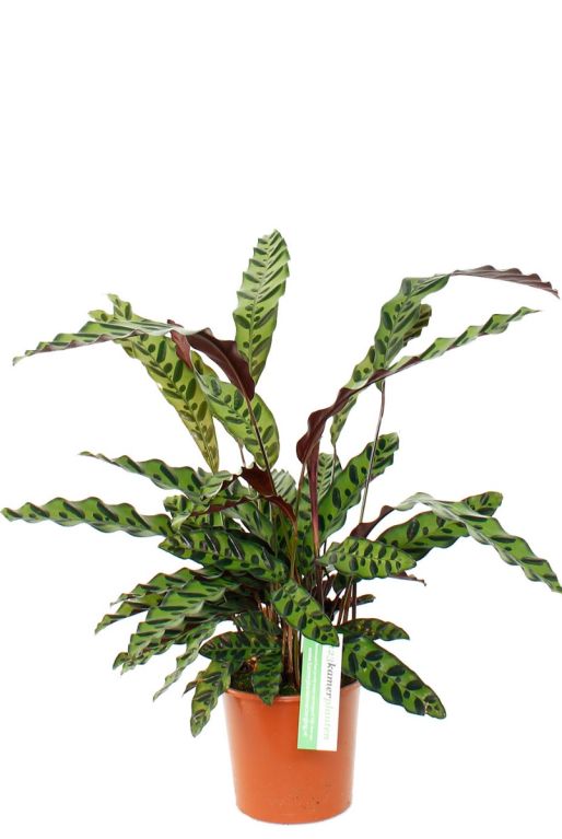 Calathea insignis pauwenplant 