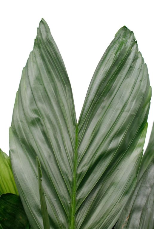 Syngonium Red Spot blad