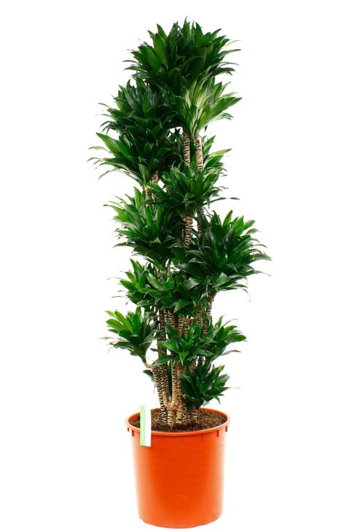 Dracaena meerdere stammen