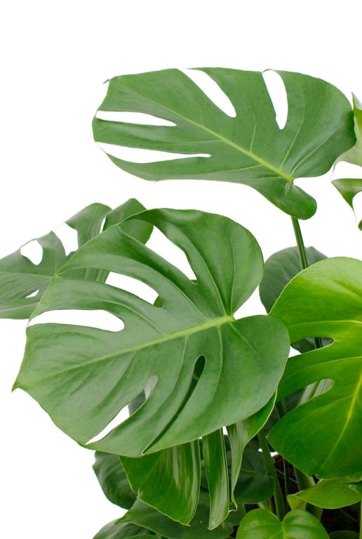 Monstera Siltepecana