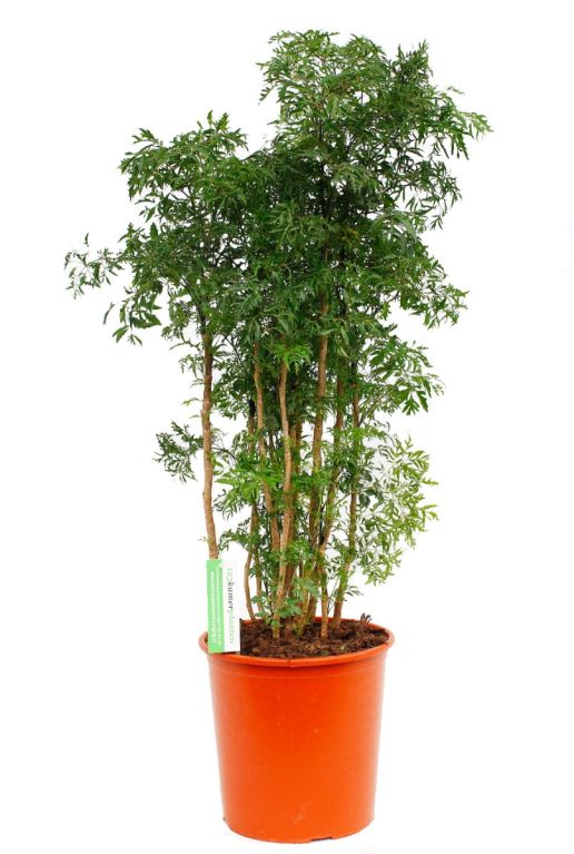 Mooie Aralia (polyscias) ming online kopen