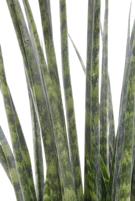 Sansevieria Fernwood Mikado