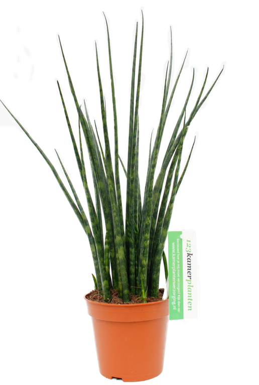 Sansevieria Fernwood Mikado