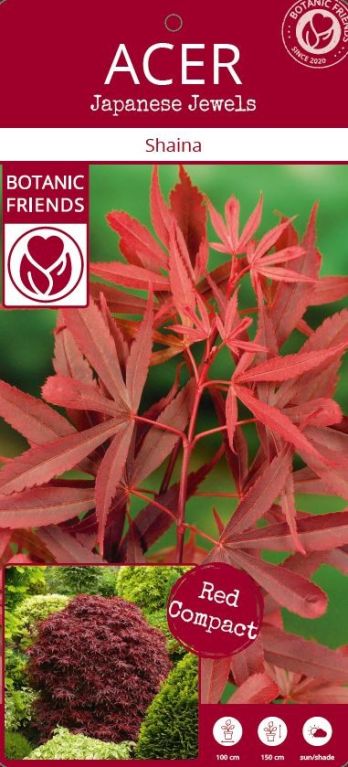 Syngonium Red Spot blad