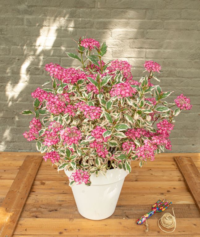 Hoya Krohniana Silver blad