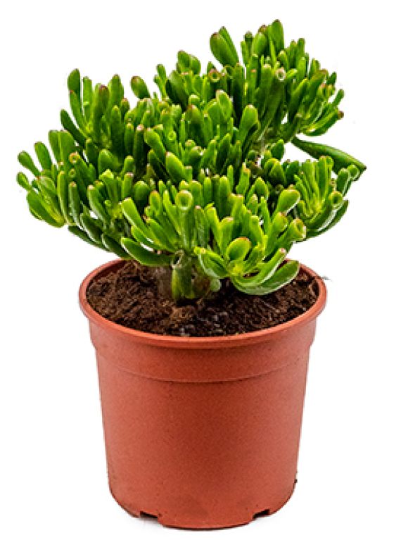 Crassula hobbit