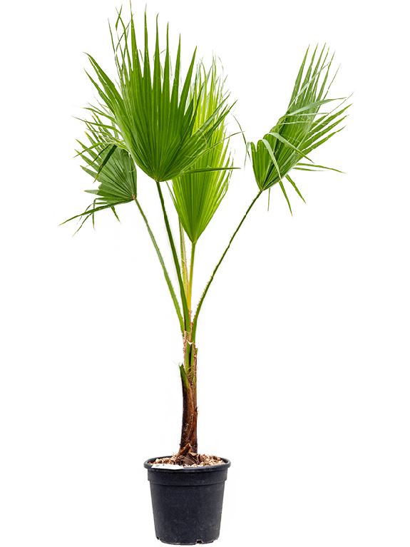 Scindapsus Treubii Dark