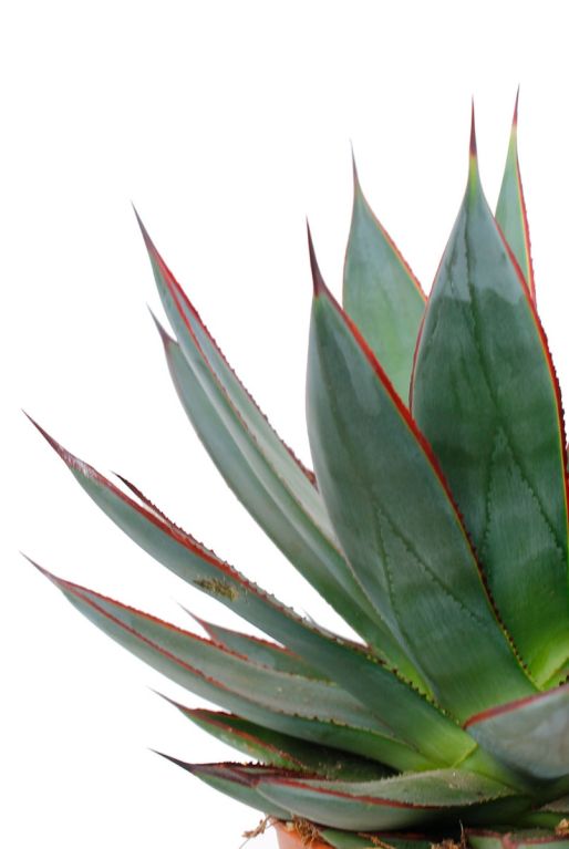 Agave met blauw groene bladeren bestellen