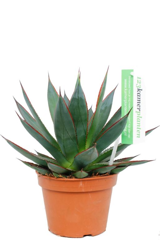 Agave kopen via onze webshop