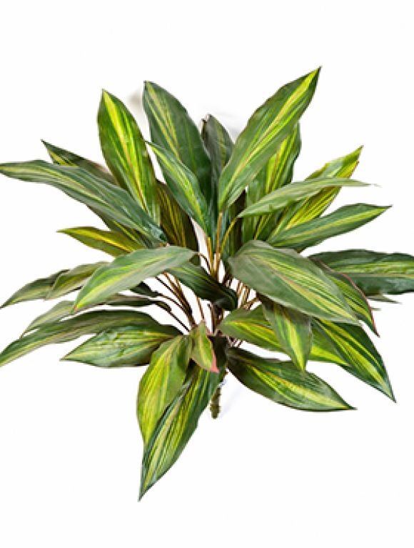 Dracaena