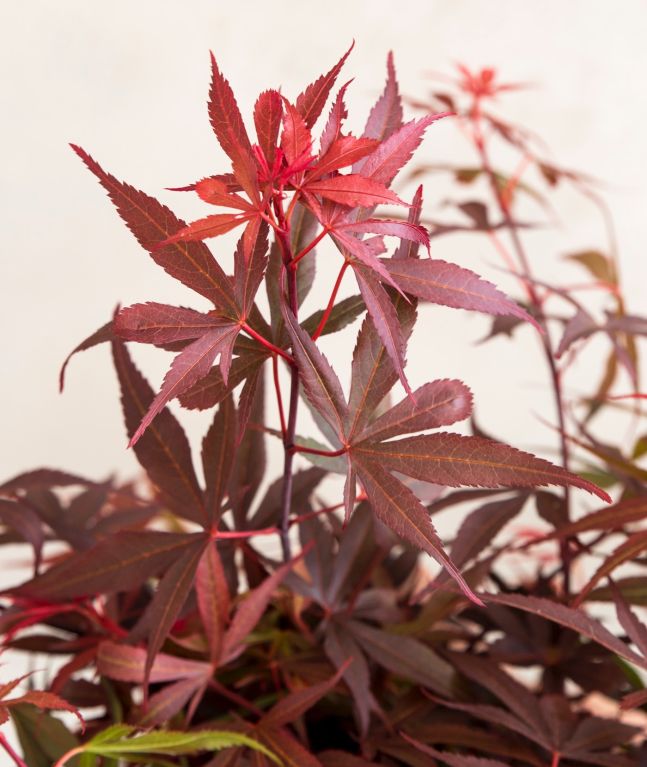 Syngonium Pink Splash