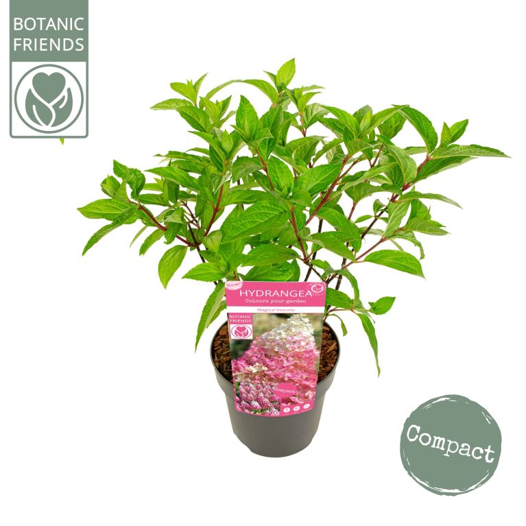 Alocasia Branchifolia Pink Passion blad