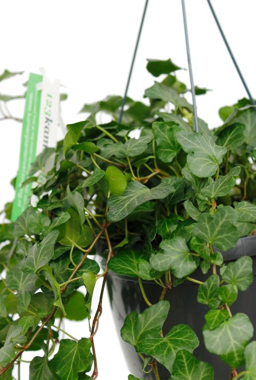 Hangplant Hedera online te bestellen