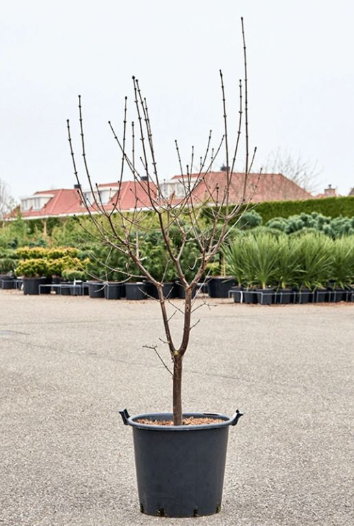 Acer griseaum die niet bloeit