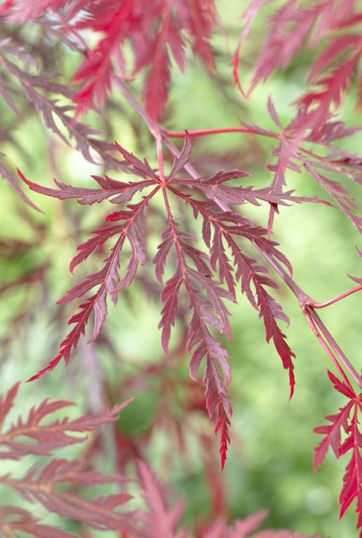 Acer palmatum garnet