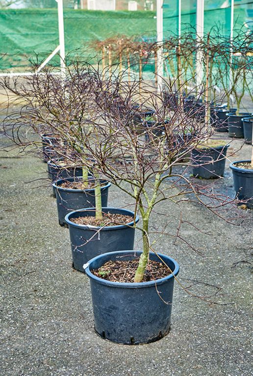 Acer palmatum garnet voor bloeiperiode