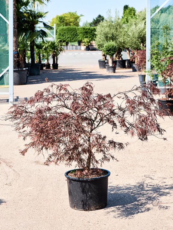Acer tuinplanten