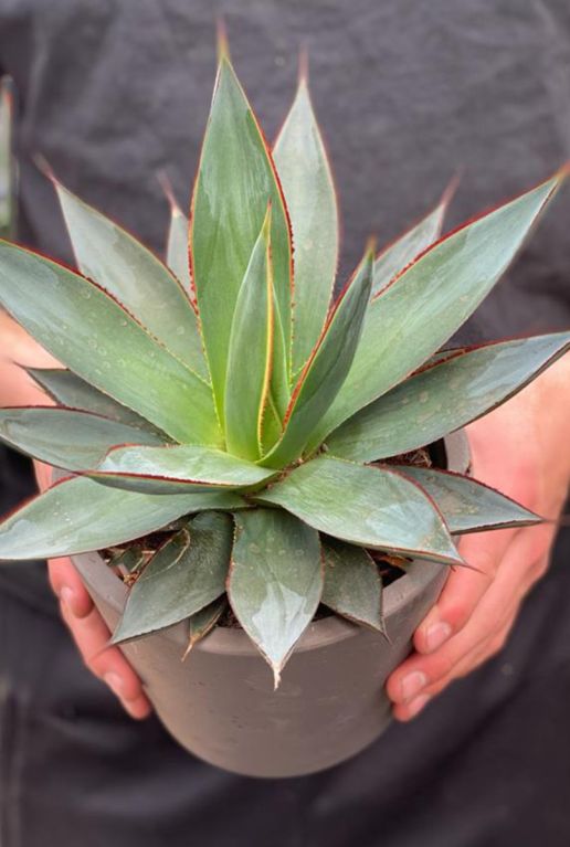 Agave shaka zulu kamerplant 1