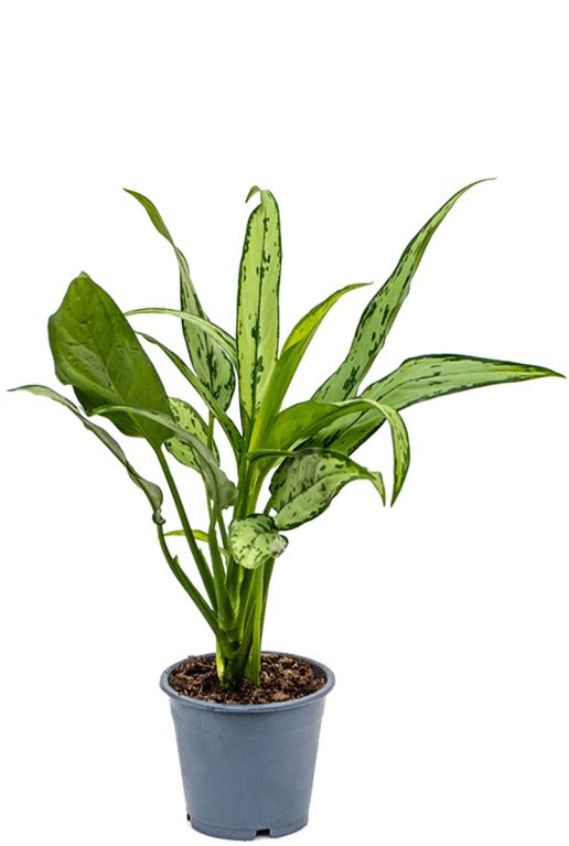 Monstera Siltepecana