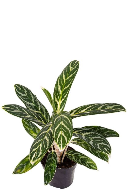 Monstera Siltepecana