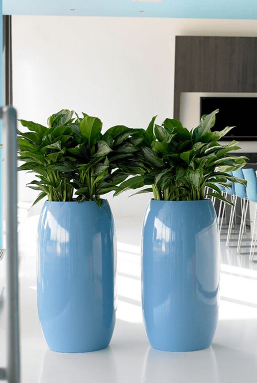 Epipremnum Pinnatum Global Green blad