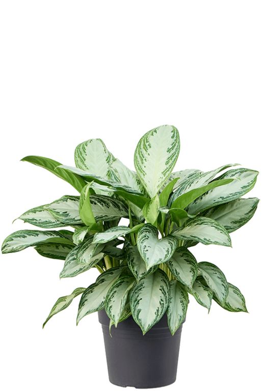 Hoya Krohniana Silver blad